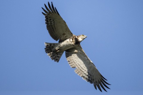 Black-chested snake eagle (Circaetus pectoralis), Mziki Private Game Reserve, North West Province,