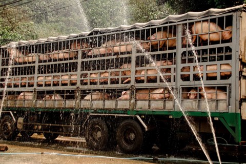 Pigs in a transport truck, getting wet in the rain, behind metal bars