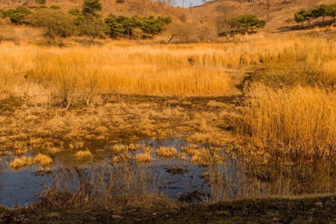 Beautiful reeds growing in man made mountain pond on winter day in Boeun, South Korea, Asia