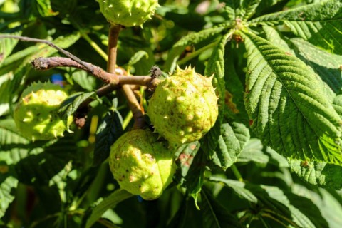 Horse chestnut (Aesculus hippocastanum L.), fruit in prickly husk, Rhoen, Bavarian Rhoen, Rhoen,