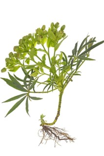 Palm-leaf hellebore (Helleborus foetidus) with roots on a white background, Bavaria, Germany,