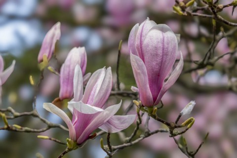 Blossoms of a magnolia (Magnolia), magnolia x soulangeana (Magnolia xsoulangeana), magnolia