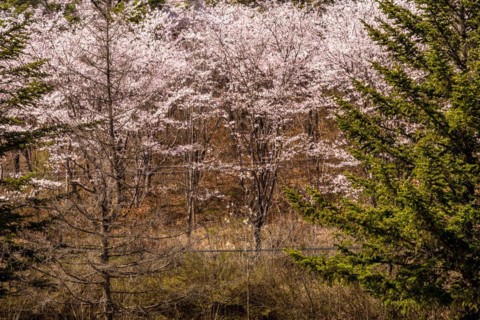 Stand of young cherry blossom trees in forest behind wire fence on sunny day in Daejeon, South