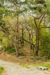 Landscape of fallen trees in wooded area next to concrete walkway with wooden pallet on ground in