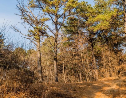 A sunlit forest path winds through dry leaves and tall pine trees, in South Korea