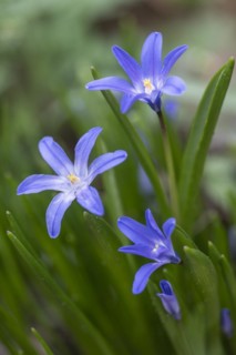 Snow pride (Chionodoxa luciliae), Emsland, Lower Saxony, Germany, Europe