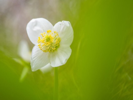 Christmas rose (Helleborus niger), near Tragoess, Styria, Austria, Europe