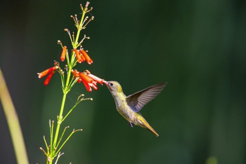 Golden Sapphire Hummingbird (Hylocharis chrysuria) Pantanal Brazil