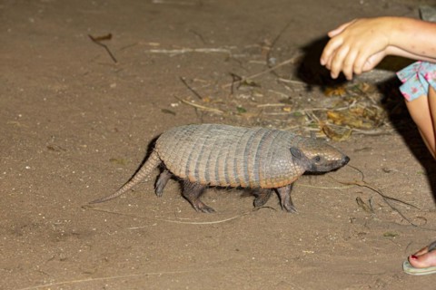 Giant armadillo (Priodontes maximus) Pantanal Brazil