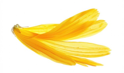 A petal-shaped brush stroke in soft yellow, resembling a chamomile petal. Yellow petal on a white