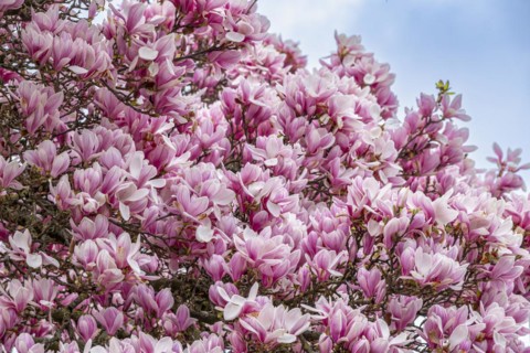 Tree with magnolia blossoms, magnolia (Magnolia), magnolia x soulangeana (Magnolia xsoulangeana),