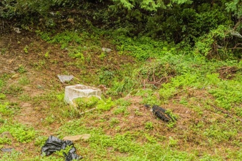 Green forest area polluted with litter and trash, showcasing environmental degradation, in South