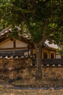 Tree growing in front of Korean style wall of stone, mortar and ceramic tiles in public park