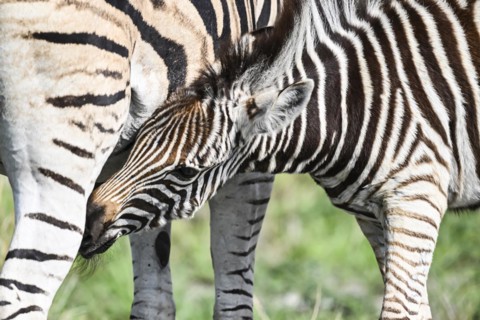 Plains zebra (Equus quagga) foal suckling, Madikwe Game Reserve, North West Province, South Africa,