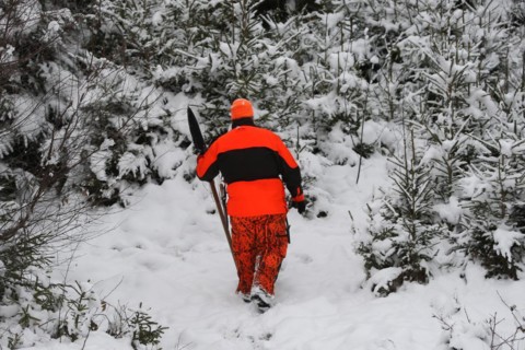 Wild boar hunt, hunting assistant, so-called beater, in safety clothing and armed with a spear,