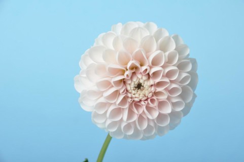 Dahlia pompom on blue background