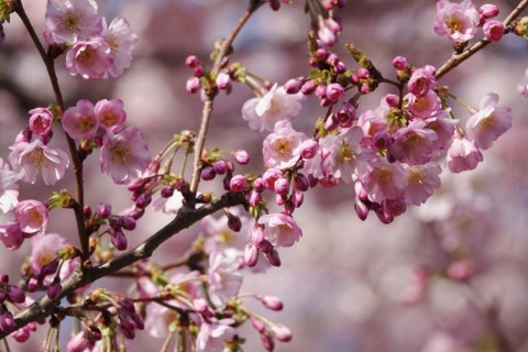 Ornamental cherry in bloom, March, Germany, Europe