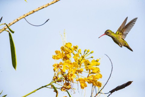 Golden Sapphire Hummingbird (Hylocharis chrysuria) Pantanal Brazil