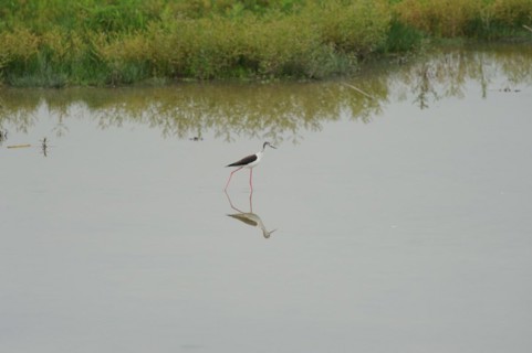 Black-winged Stilt, Himantopus himantopus, italy