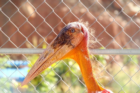 A Greater Adjutant Stork or Leptoptilos dubius behind a chain link fence at a wildlife rescue and