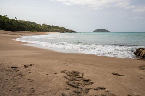 Lonely, wide sandy beach with turquoise-coloured sea. Tropical plants in a bay in the Caribbean