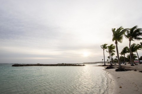 Caribbean dream beach with palm trees, white sandy beach and turquoise-coloured, crystal-clear