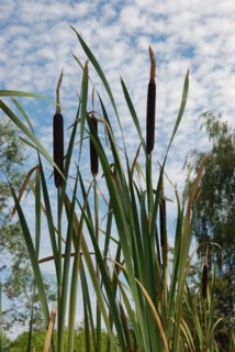 Cattails and reeds against a backdrop of a cloudy blue sky