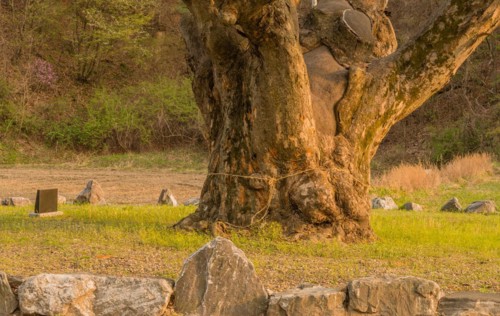 Large tree in rural farming community. Tree is 630 years old, 25 meters tall and with girth of 7.5