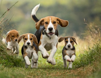 Dog, beagle with puppies walking side by side, AI generated, AI generated