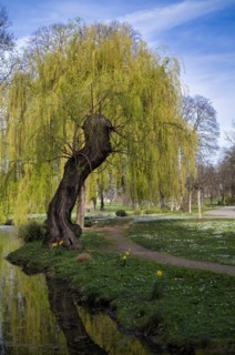 Weeping willow, Rosensteinpark, Stuttgart, Baden-Wuerttemberg, Germany, Europe