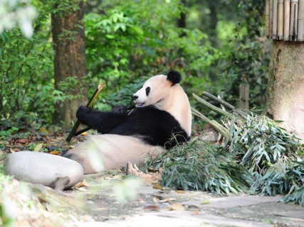 Bifengxia Panda Center, sichuan, china