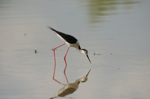 Black-winged Stilt, Himantopus himantopus, italy