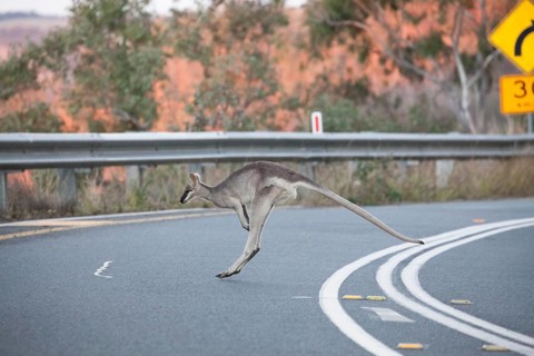 Pretty-faced wallaby jumping across the road. in South Queensland Australia in Lamington National