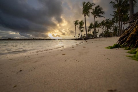 Caribbean dream beach with palm trees, white sandy beach and turquoise-coloured, crystal-clear