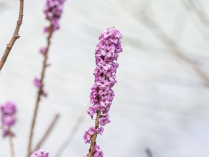 Mezereon (Daphne mezereum), near Tragoess, Styria, Austria, Europe