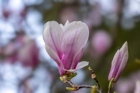 Blossom of a magnolia (Magnolia), magnolia blossom, magnolia x soulangeana (Magnolia xsoulangeana),