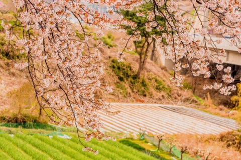 Branches of beautiful cherry blossom tree next to roadway with bridge and cultivated field in