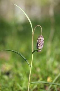 Snake's Head Fritillary, March, Germany, Europe