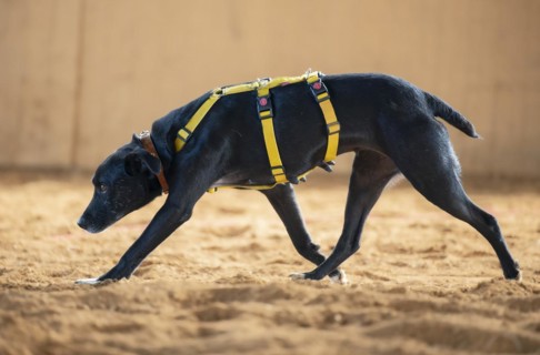 Domestic dog (Canis lupus familiaris), black, female, older, very large mammary gland, animal