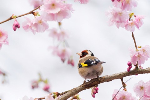 A european goldfinch (Carduelis carduelis) looks back while sitting on a cherry blossom branch,