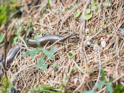 Slow worm (Anguis fragilis), near Tragoess, Styria, Austria, Europe