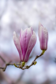 Blossom of a magnolia (Magnolia), magnolia blossom, magnolia x soulangeana (Magnolia xsoulangeana),