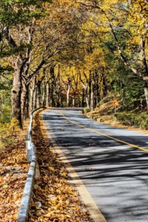 A curved road enclosed by yellow-leaved trees, illuminated by autumn sunshine, in South Korea
