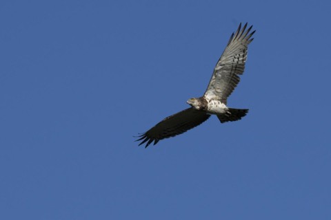 Black-chested snake eagle (Circaetus pectoralis), Mziki Private Game Reserve, North West Province,