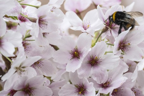 Japanese cherry (Prunus serrulata) with dark bumblebee (Bombus terrestris), Emsland, Lower Saxony,