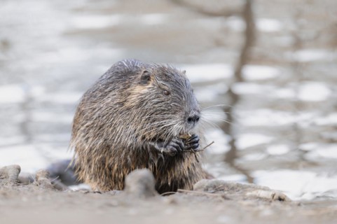 Nutria (Myocastor coypus), wet, holding something in its paws, feeding, profile view, background