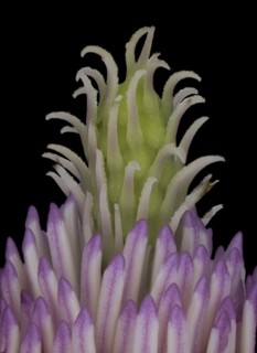 Pistil and stigma in the flower of a magnolias (Magnolia), saucer magnolia (Magnolia x