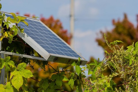 Closeup of small solar panel attached to metal support frame surrounded by green foliage with