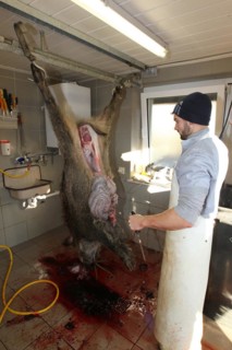 Wild boar (Sus scrofa) are processed immediately after the hunt, Allgaeu, Bavaria, Germany, Europe