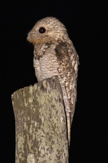Great potoo (Nyctibius grandis) Pantanal Brazil